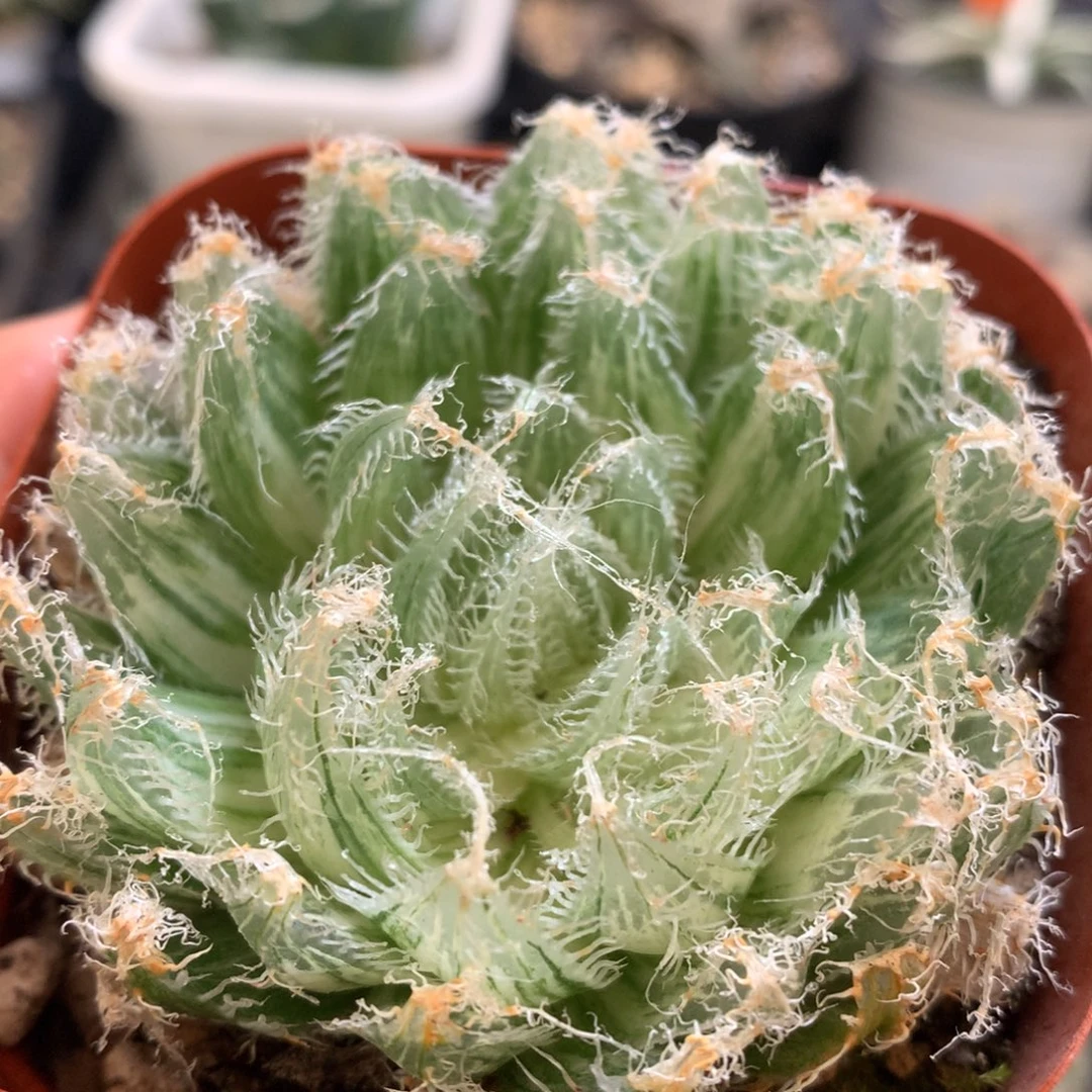钢丝球锦，带盆发货