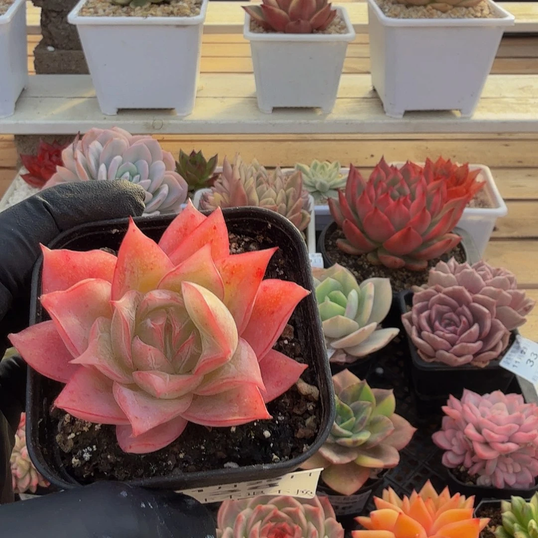 1129-38冰心单头a