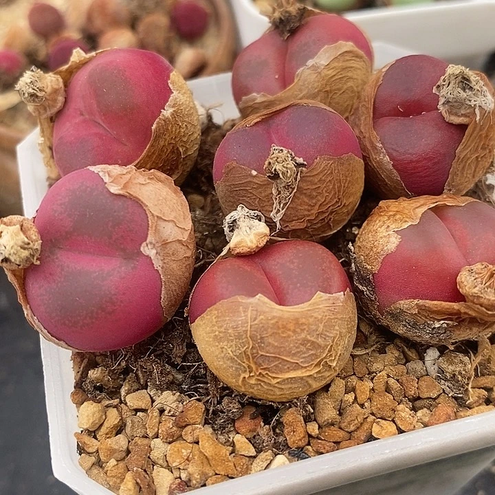 红宝石一颗红宝石