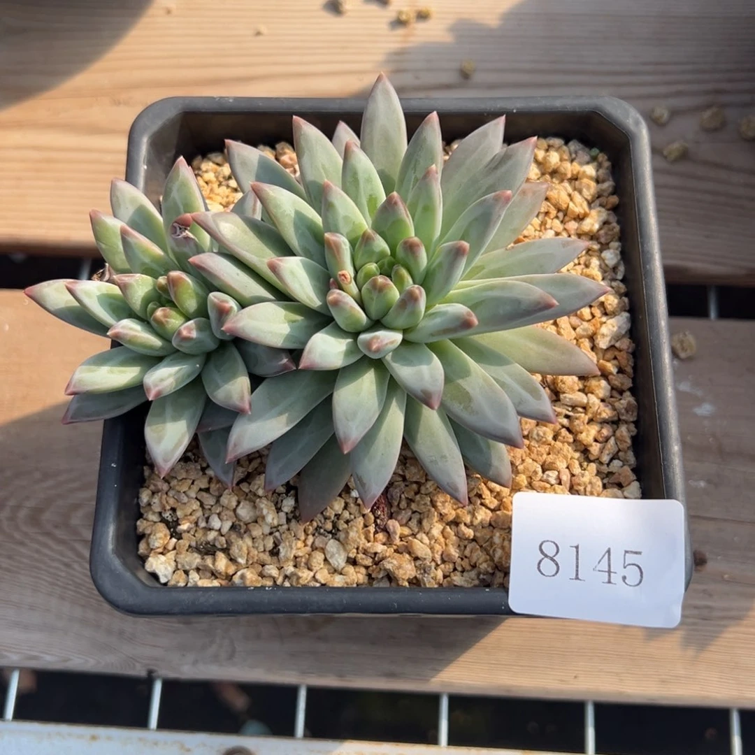 8145多肉多多多多多多