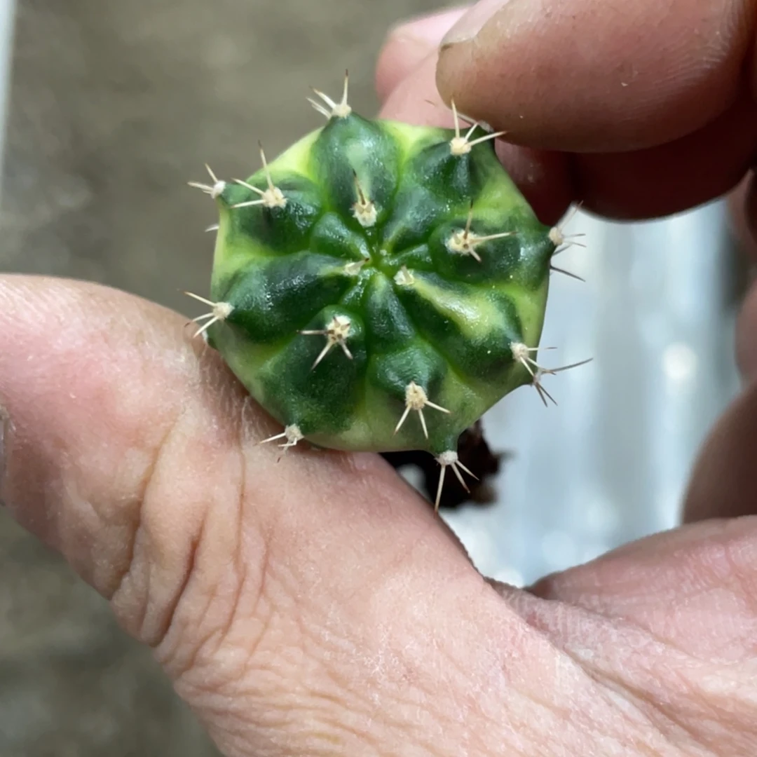 当前无花朵，栽培后可花朵绿月亮