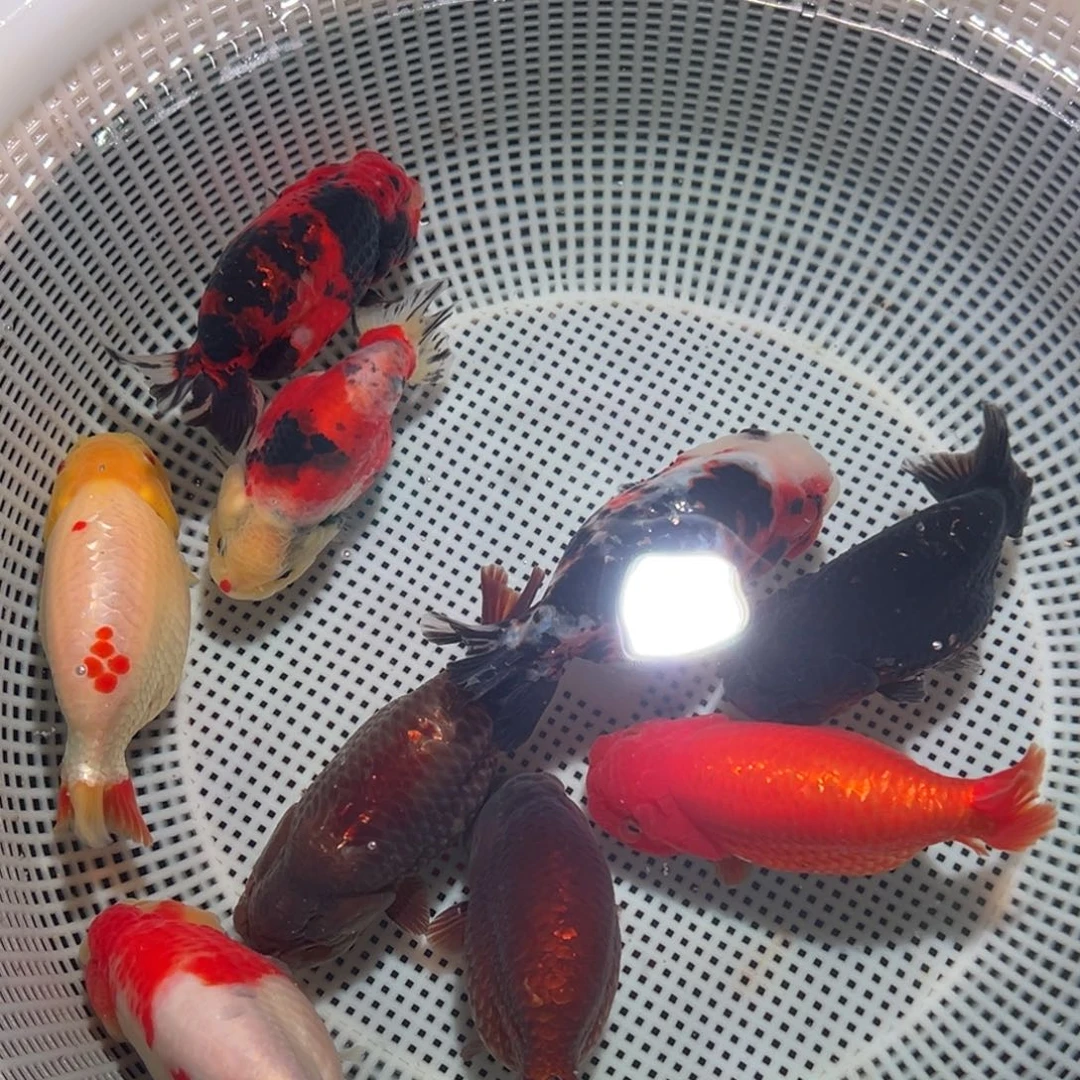 *****海水鱼潘氏金鱼兰寿金鱼