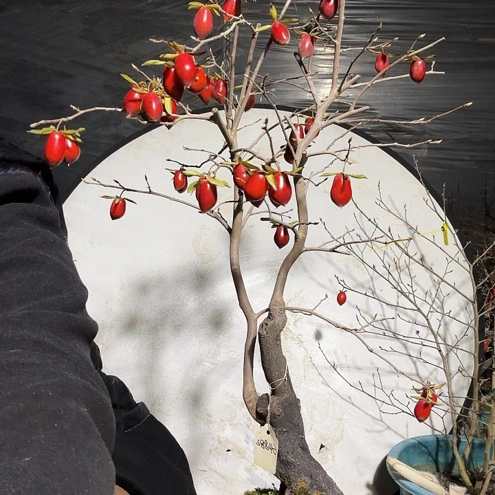 @***风完全开放老鸭柿子