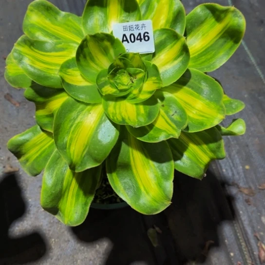 暴君046666666666666