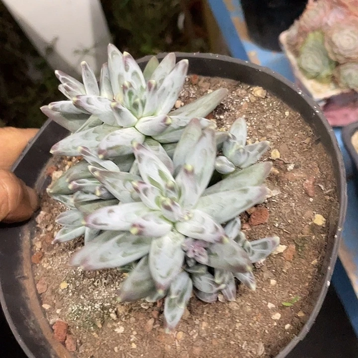 一物一拍哦哦哦哦哦哦