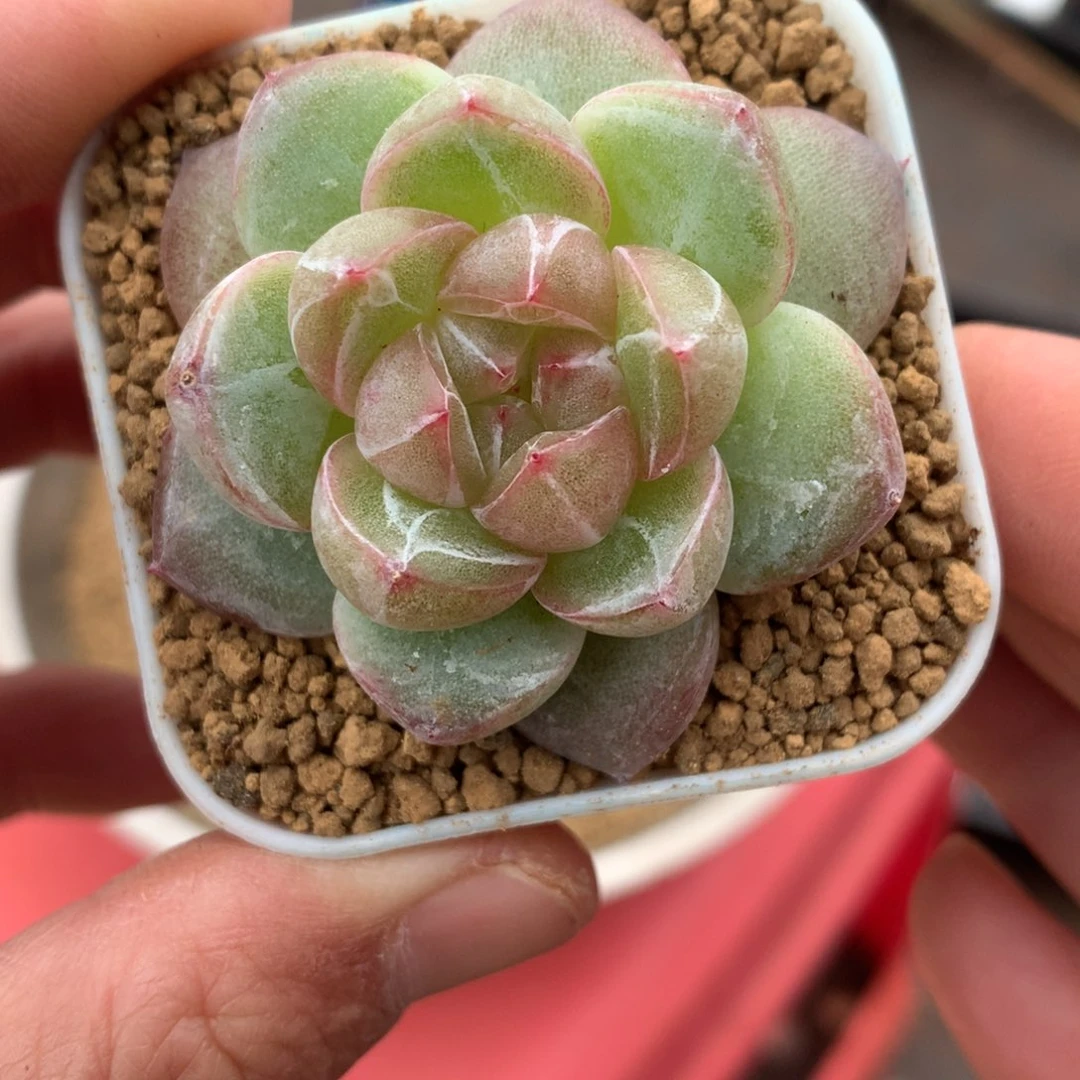 白透心。       5号