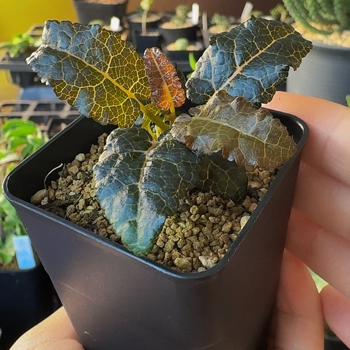 s***n娜娜乳香实生1111