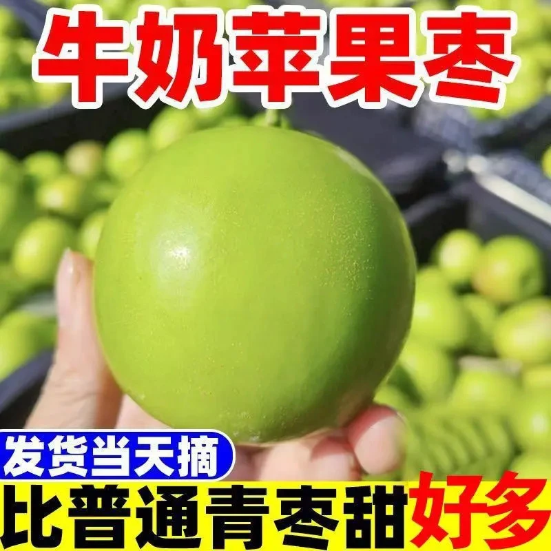 【自家果园】福建贵妃牛奶枣新鲜水果当季应季脆蜜大青枣现摘现发