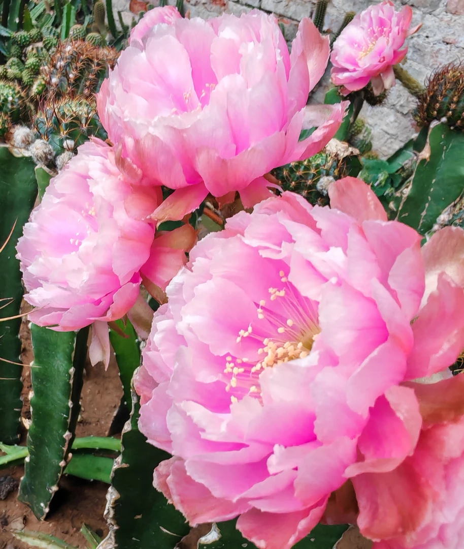 大花香丽花牡丹L33侧芽 满28包邮非偏远