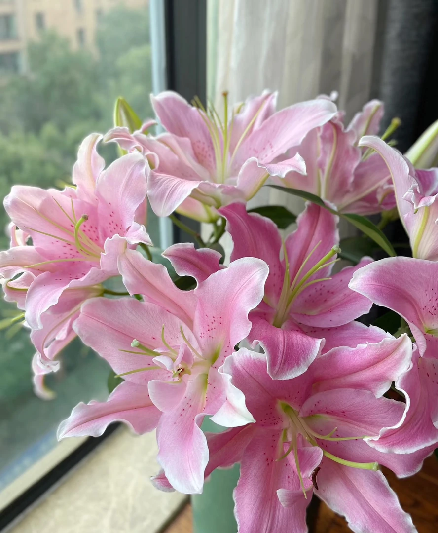 A级河马粉香水百合基地直发