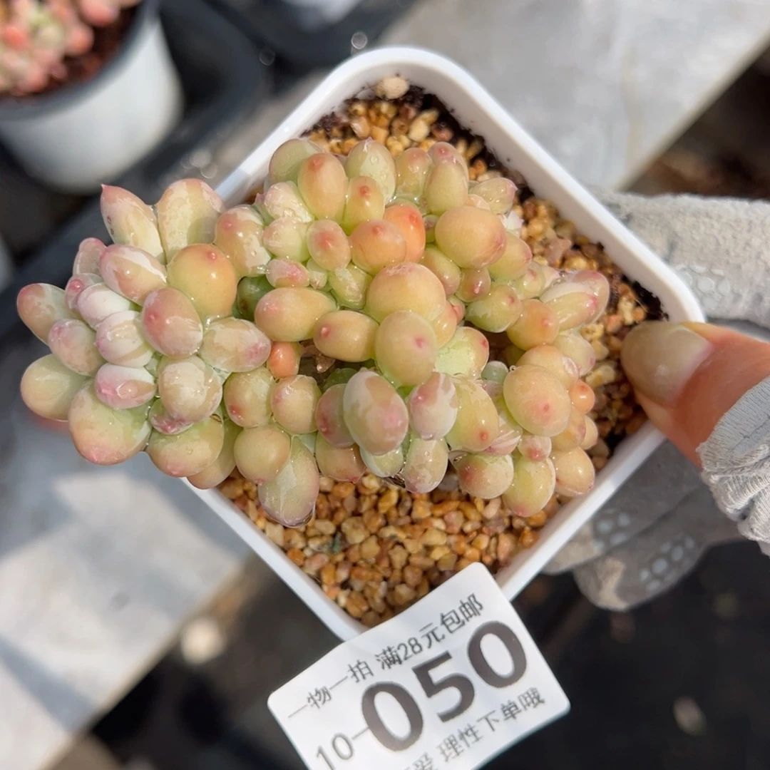 三日月美人缀化多肉多肉多肉多肉