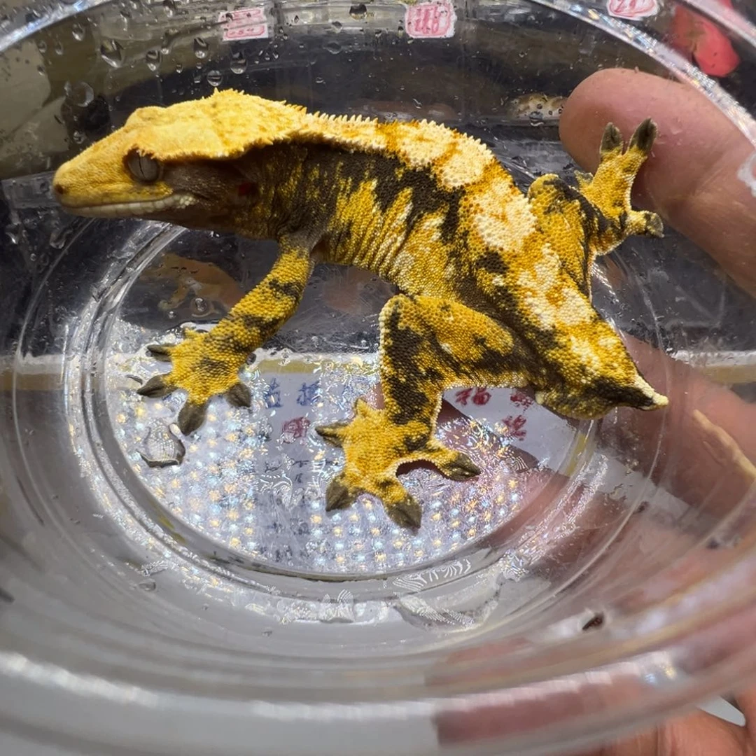 睫角守宫超黑底奶油超三成体