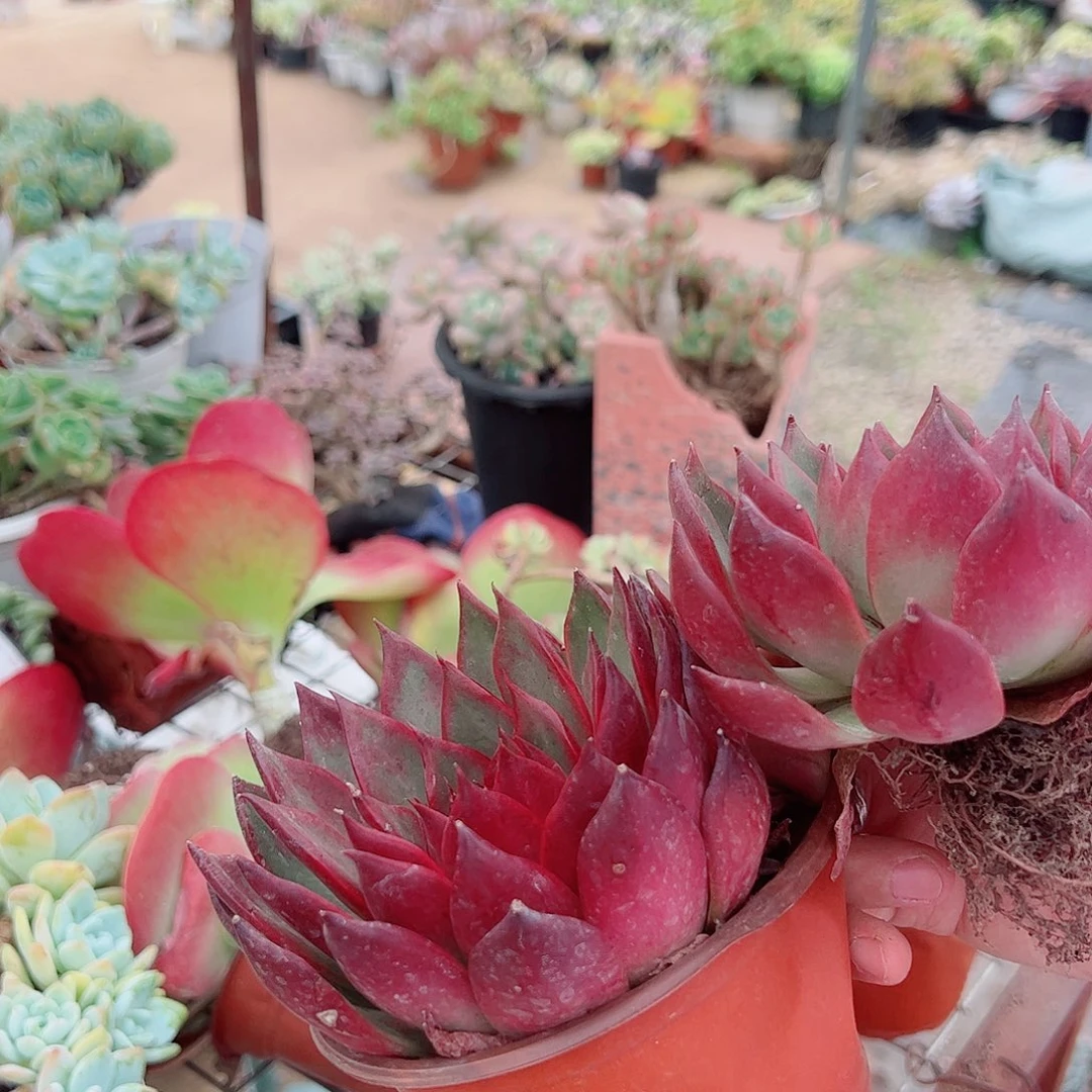 2盆野马东云 多肉植物