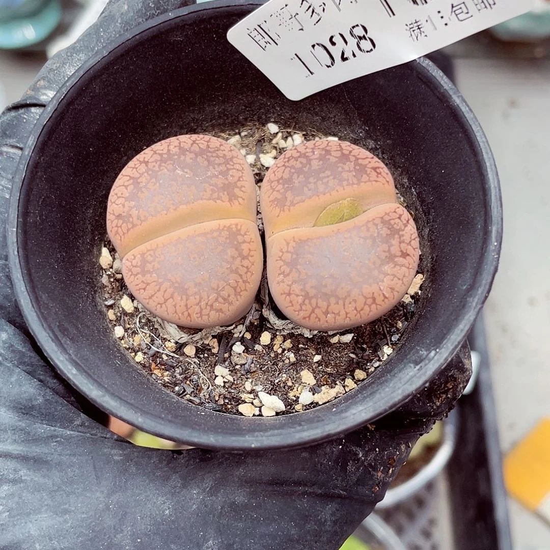 生石花满18包邮1028-192