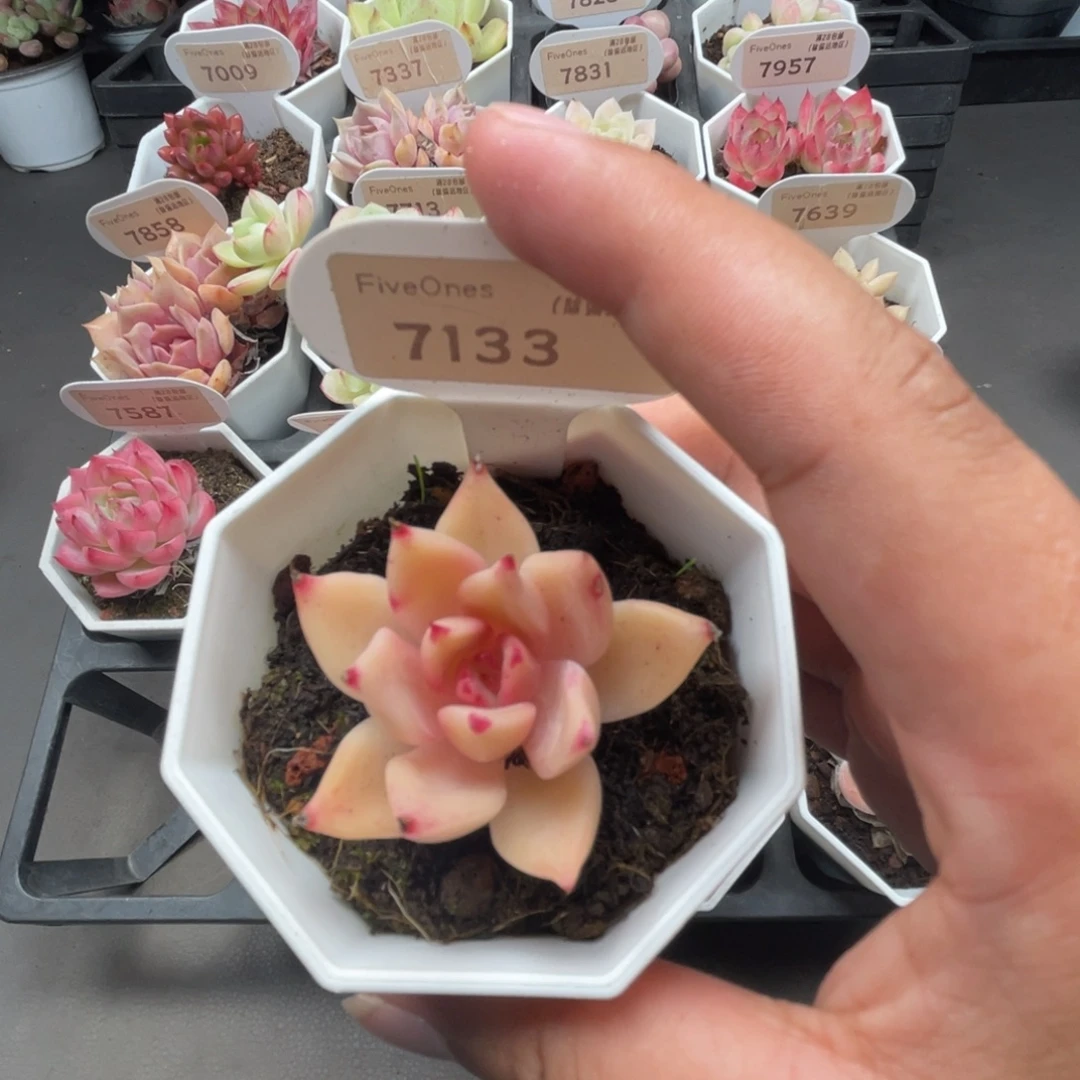 7133饺子皮4.0厘米