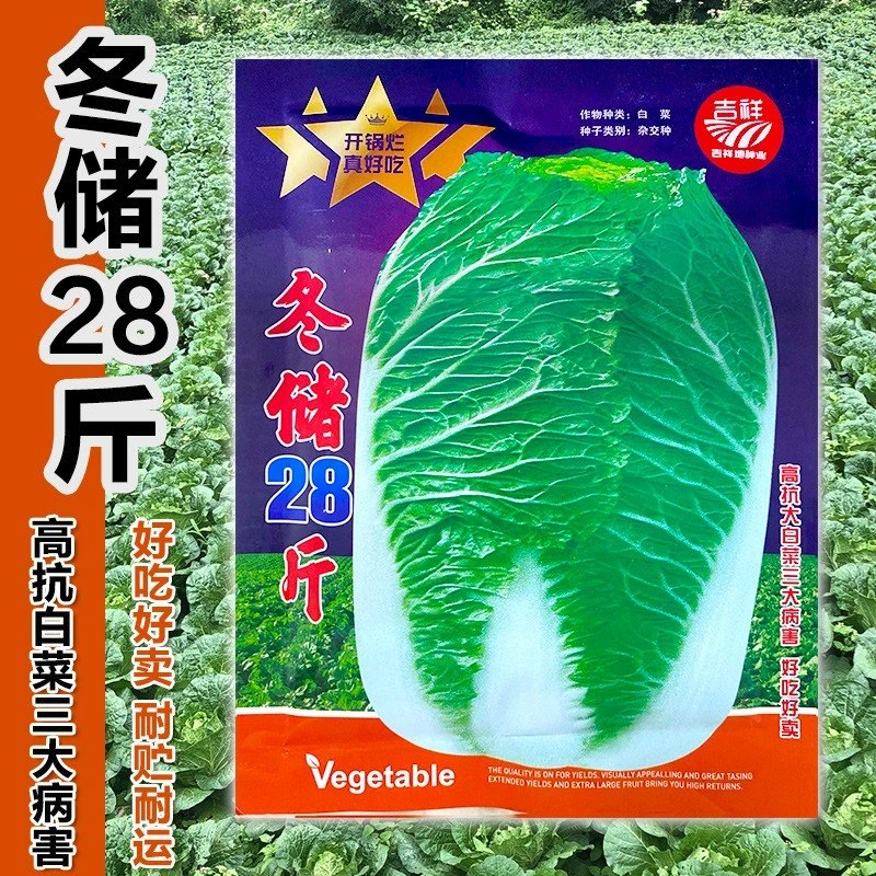 无品牌冬储28斤秋播大白菜种子二十八斤特大北方耐寒耐储白菜籽
