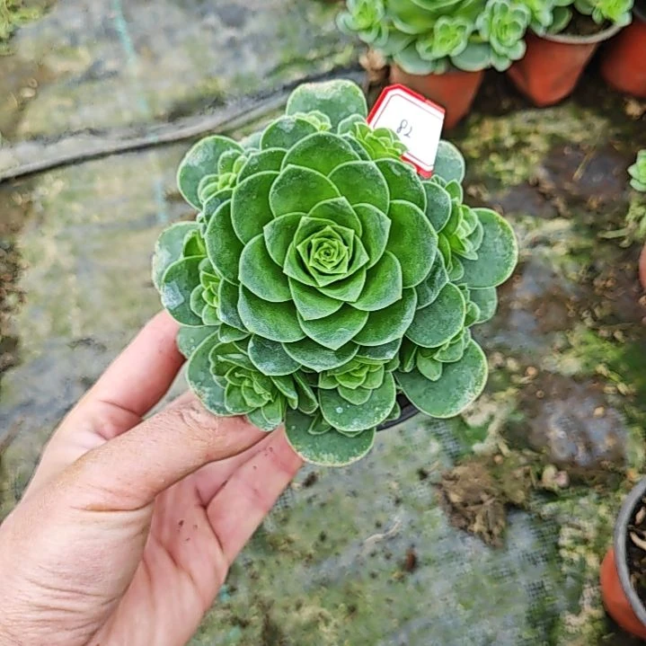 山地玫瑰多肉 82