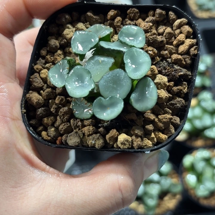 空门万象多肉植物
