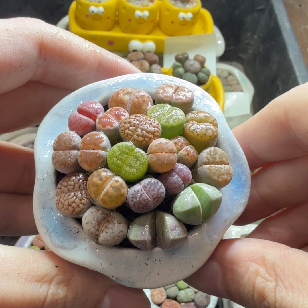 多肉植物的生长发育和620