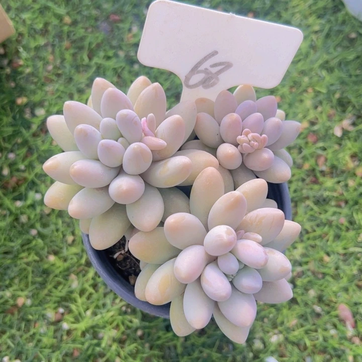 健健康康平平安安