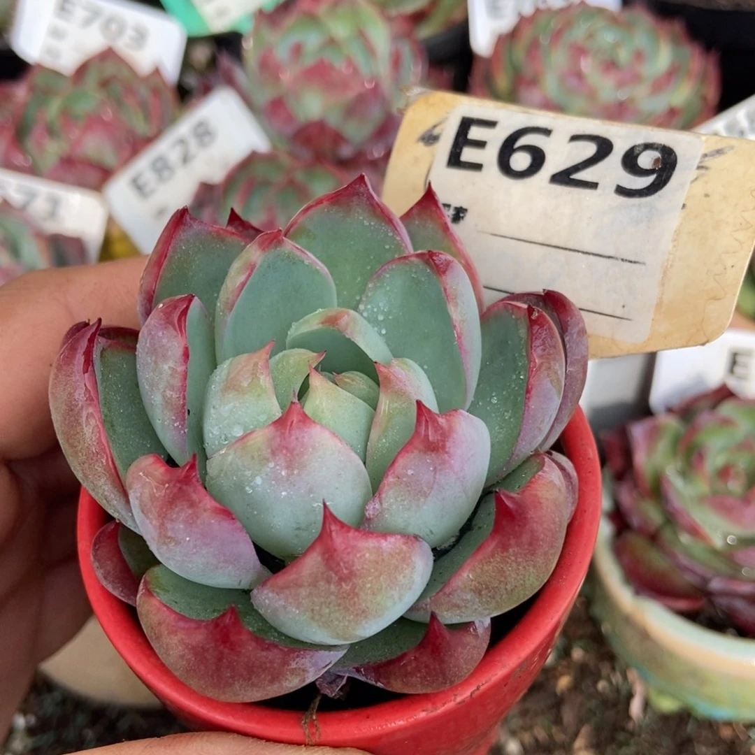 惊鸿一瞥629号楼多肉