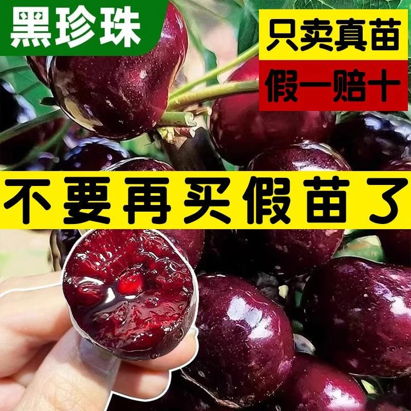 车厘子树苗大樱桃树樱桃苗南方北方种植果树果苗盆栽地栽种植