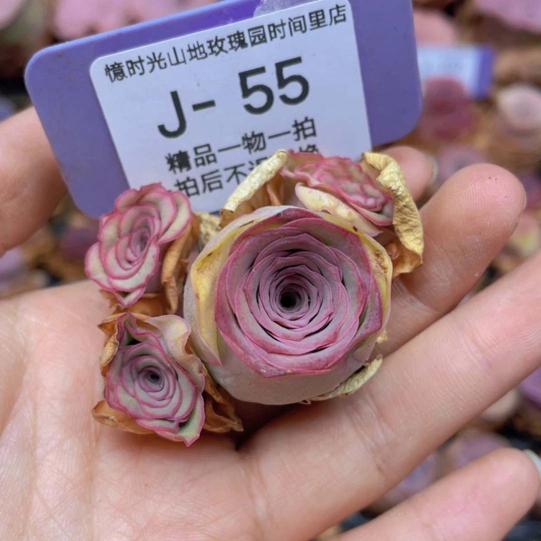 阿***黎山地玫瑰J55满38包邮裸根发货