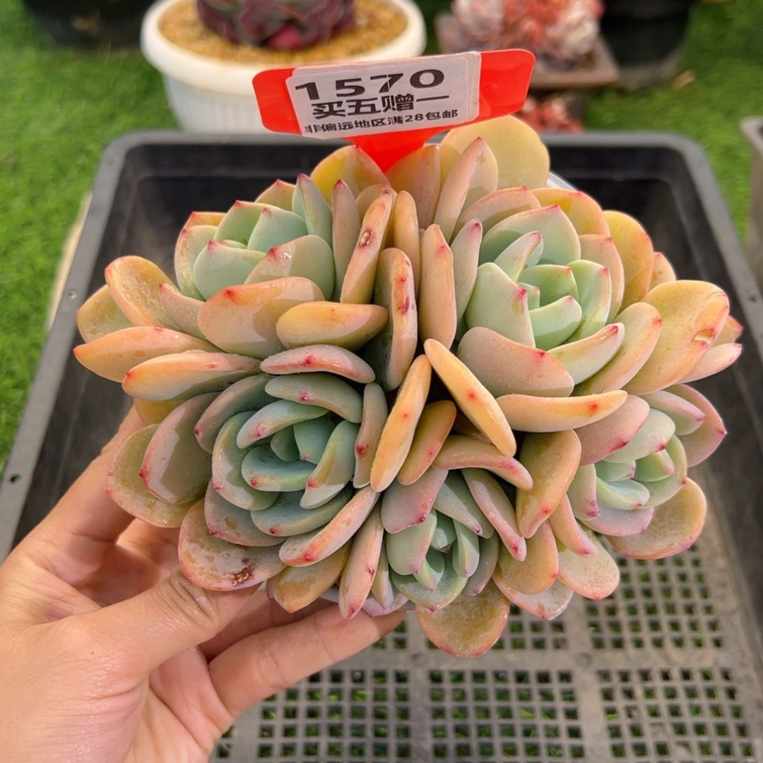 表妹精品多肉1570.