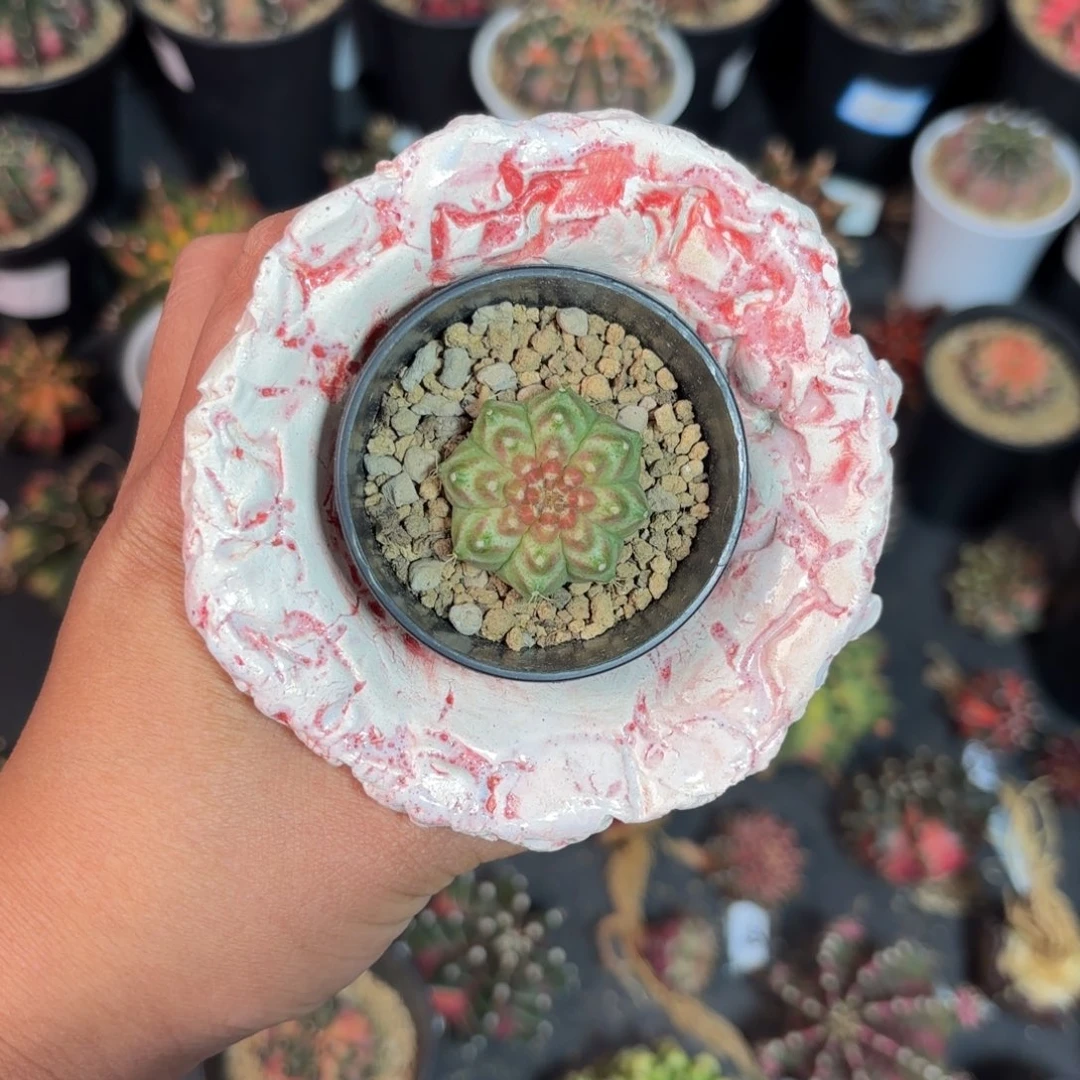 轮回根有点伤仙人球