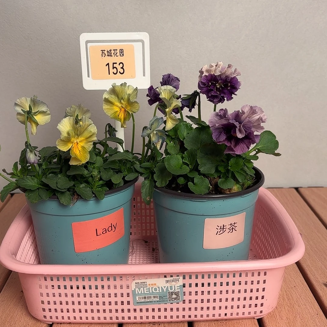 大部分开放少量花苞153