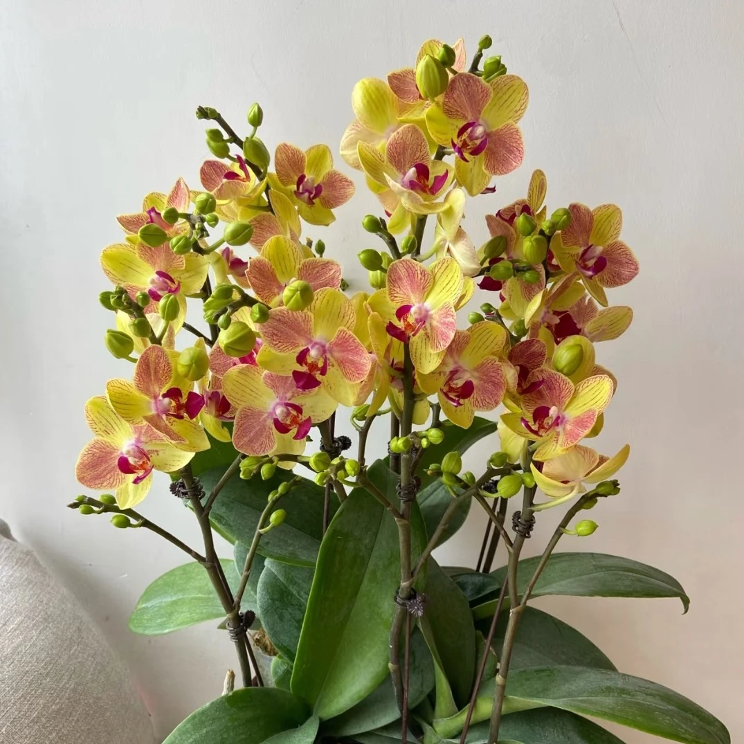 【三色鸟】花苞珠3.0寸双花箭爆花机器花期长蝴蝶兰