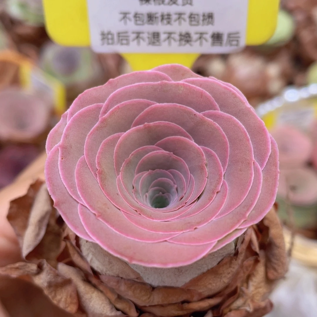 山地玫瑰Z002断枝不包损不售后