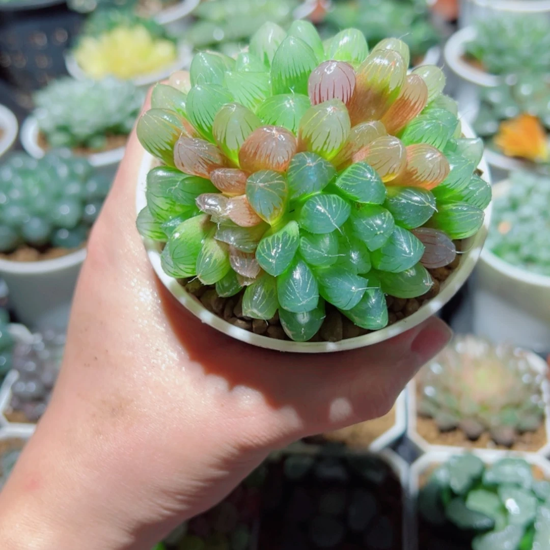 【闪购商品】手捧花彩虹玉露