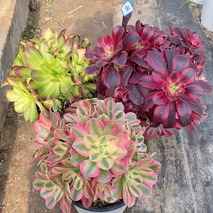 186美杜莎，粉女巫，韶华多肉