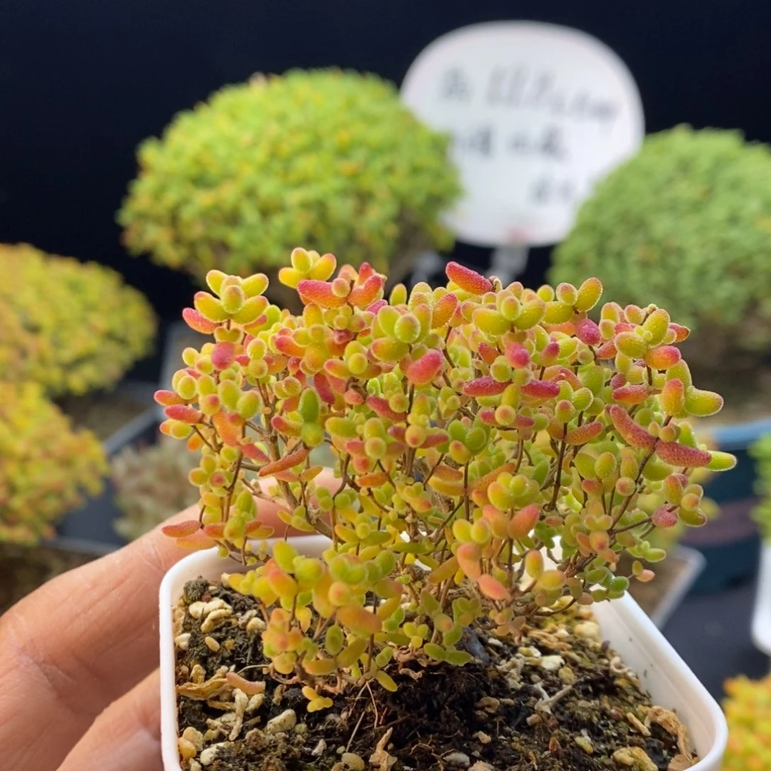 690蜜橘糖球。
