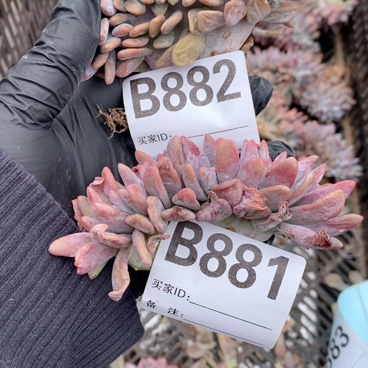 清***新881.882 粉兔缀哇哇哇哇