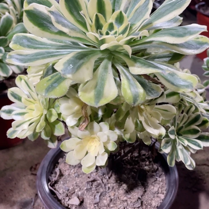 331白兰地多肉1，11345678