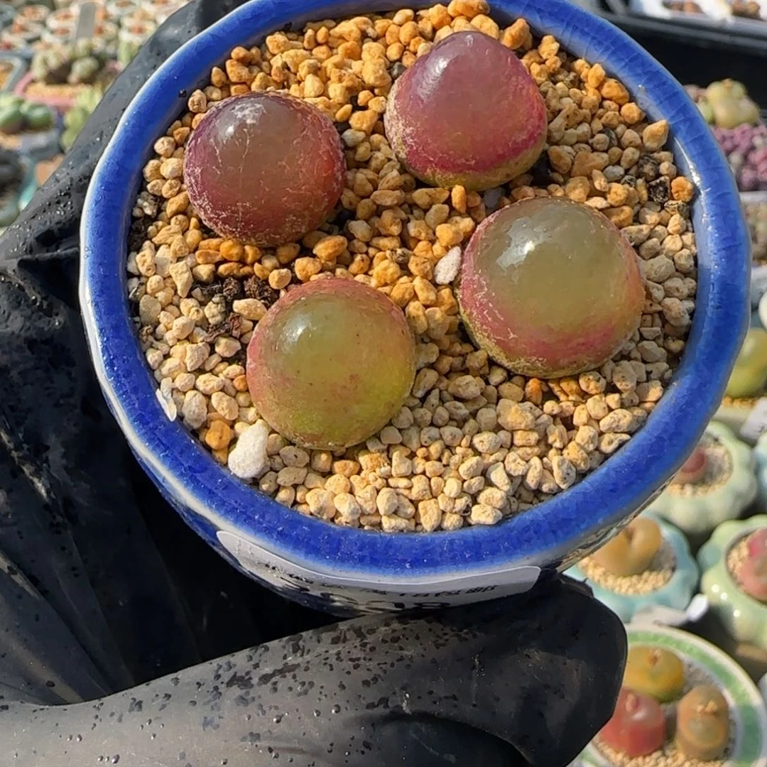 3908-一物一拍 带盆