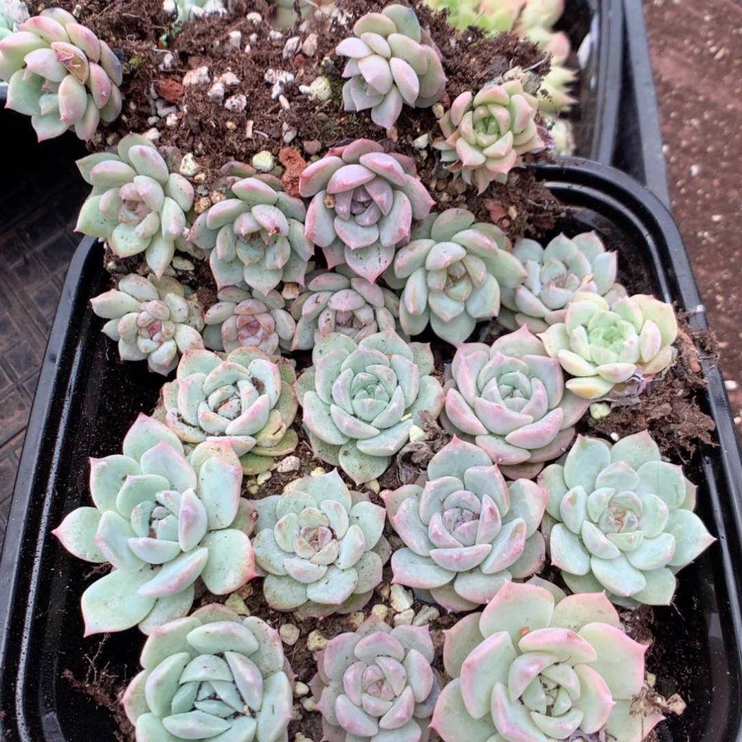 无花朵Z42英语英语英语英语