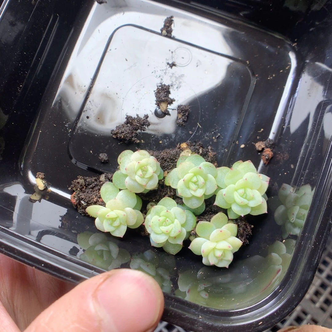 无花朵寒绯6颗yyyyy