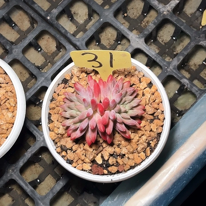 红体虞美人31号码牌子的时候