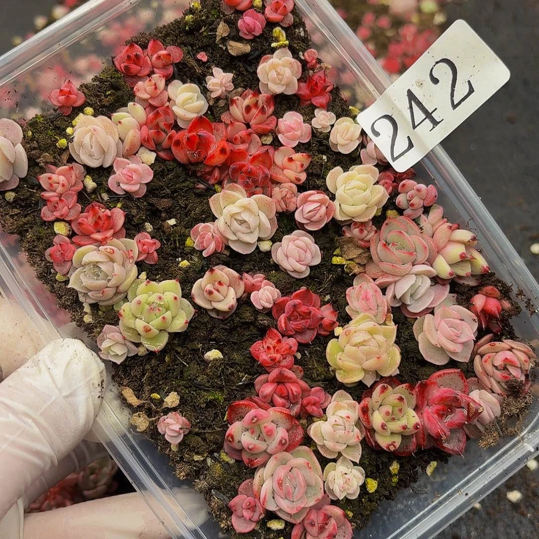 多肉植物多肉植物242