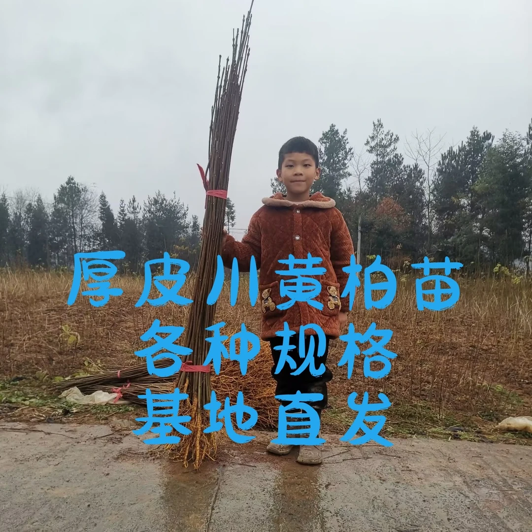恩施利川黄柏苗药材苗云贵川黄柏苗厚皮黄柏苗多年生绿植药材种植