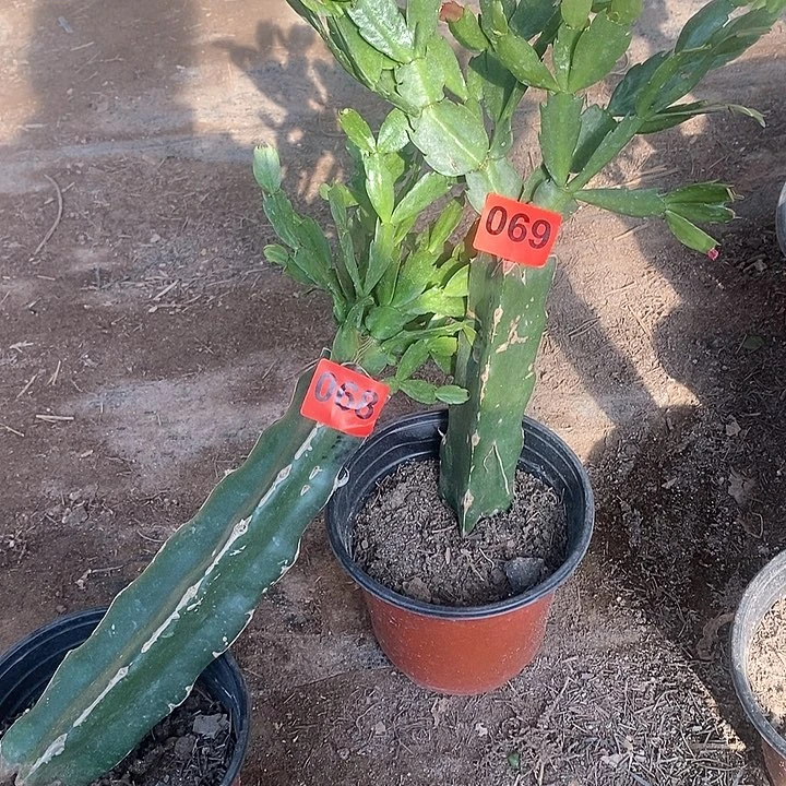 无花朵啥**琪天鹅湖脱土无售后068号069号新疆不包邮