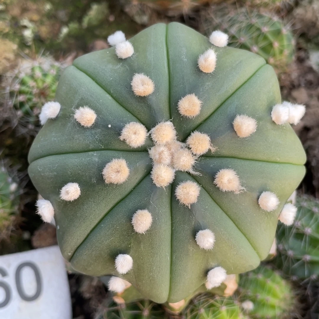 无花朵琉璃连星海星兜860