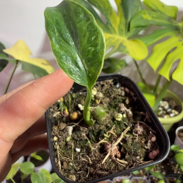 H****完全开放龟背竹种苗