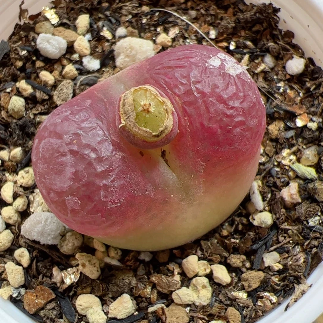 【闪购商品】361 带盆