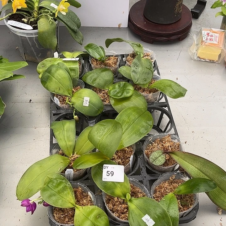 完全开放59 瑕疵苗根叶都不好88/6颗任何原因都不售后