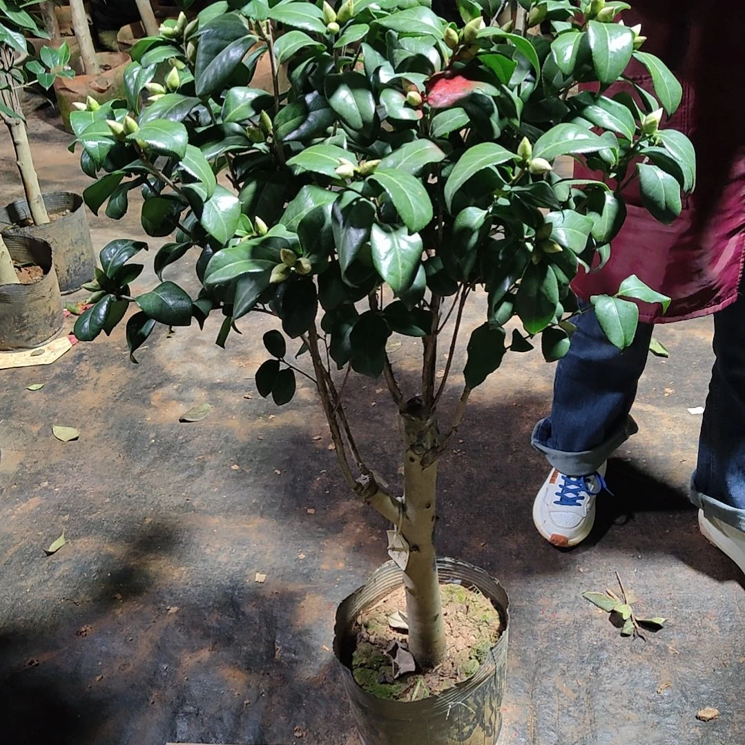 全部花苞火*魔术师不包邮