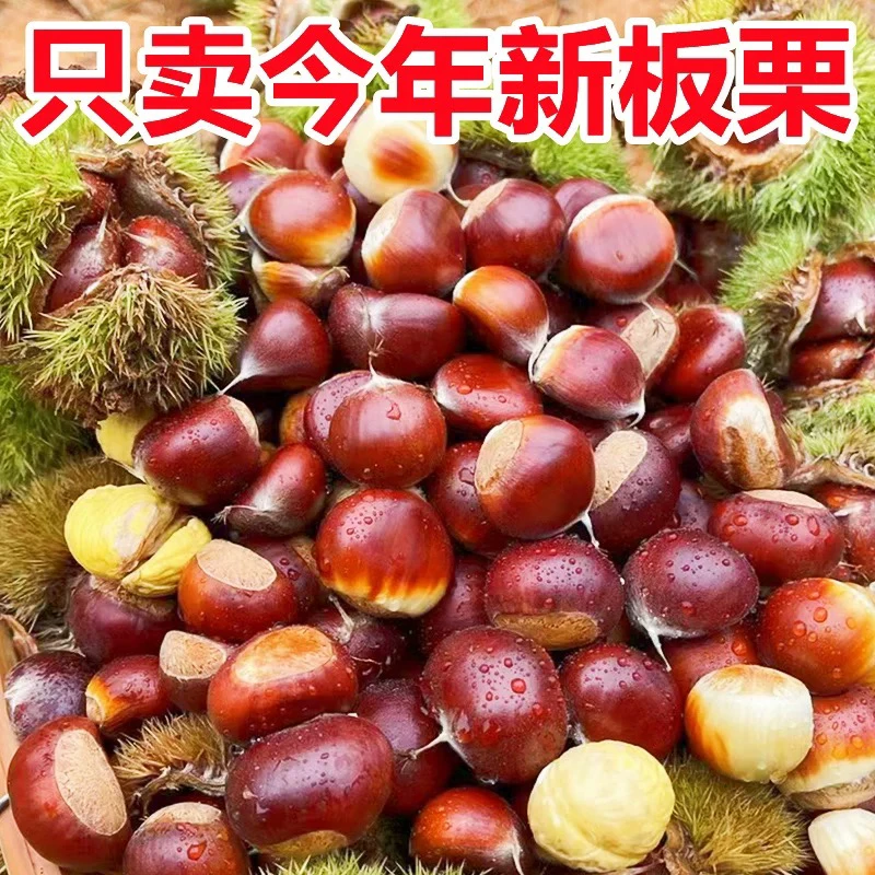 【高山板栗】高山板栗锥板栗、老树板栗